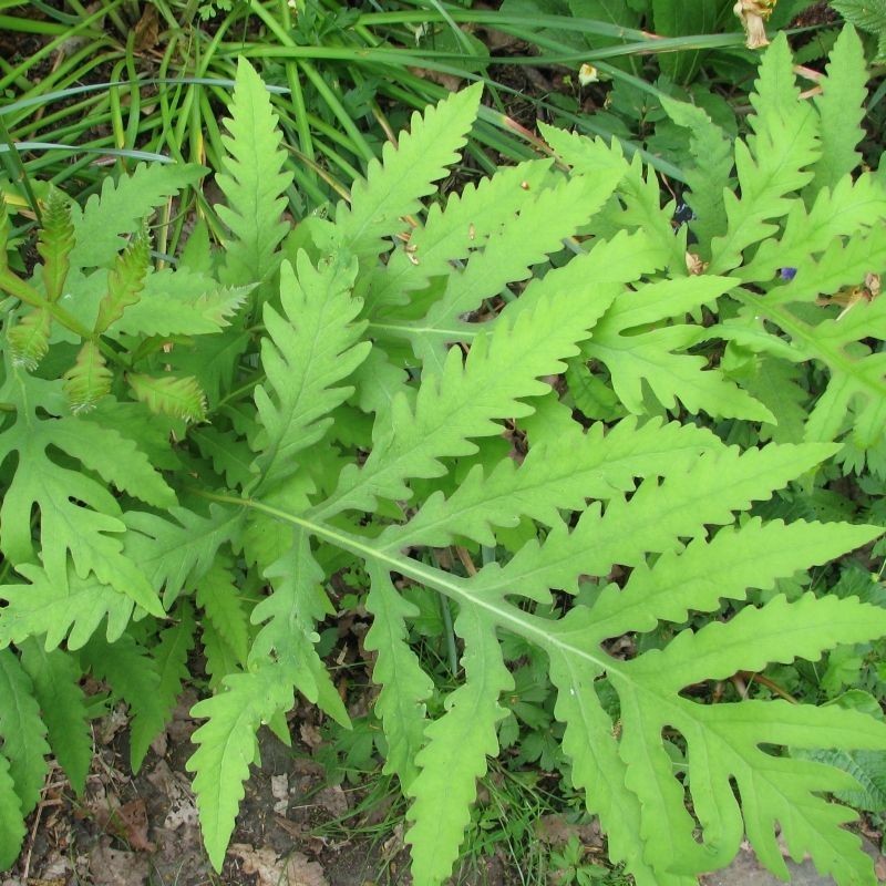 Feriga Onoclea sensibilis