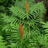 Feriga paniculata Osmunda regalis