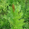 Feriga paniculata Osmunda regalis