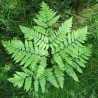 Feriga de Camp Pteridium aquilinium