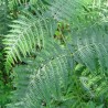 Feriga de Camp Pteridium aquilinium