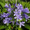 Floarea Dragostei