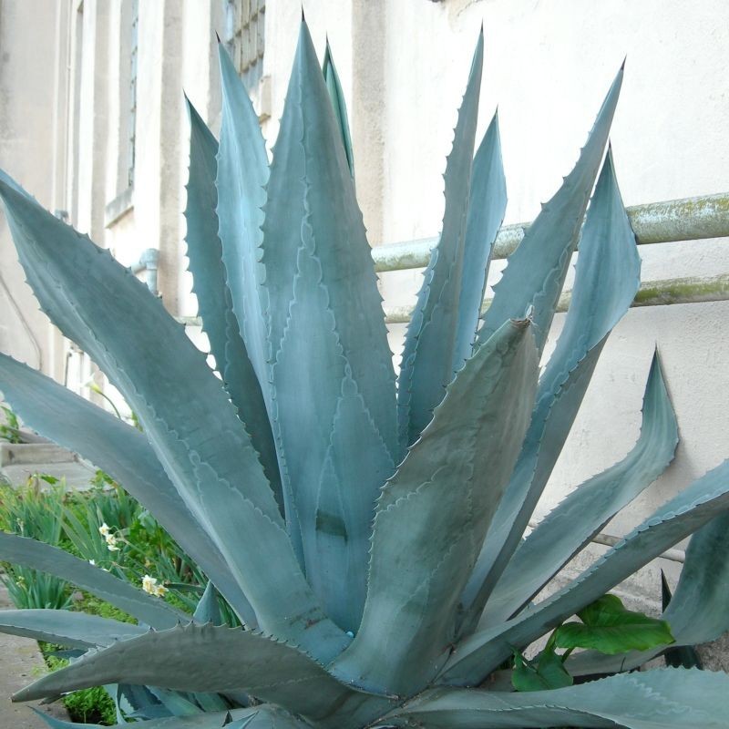 Agave, Aloe Americana
