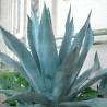 Agave, Aloe Americana