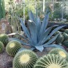 Agave, Aloe Americana