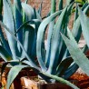 Agave, Aloe Americana