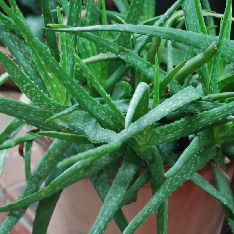 Aloe Vera