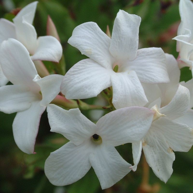 Iasomie Alba