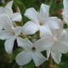 Iasomie Alba