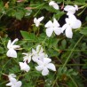 Iasomie Alba