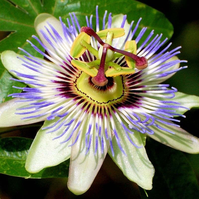 Floarea Pasiunii