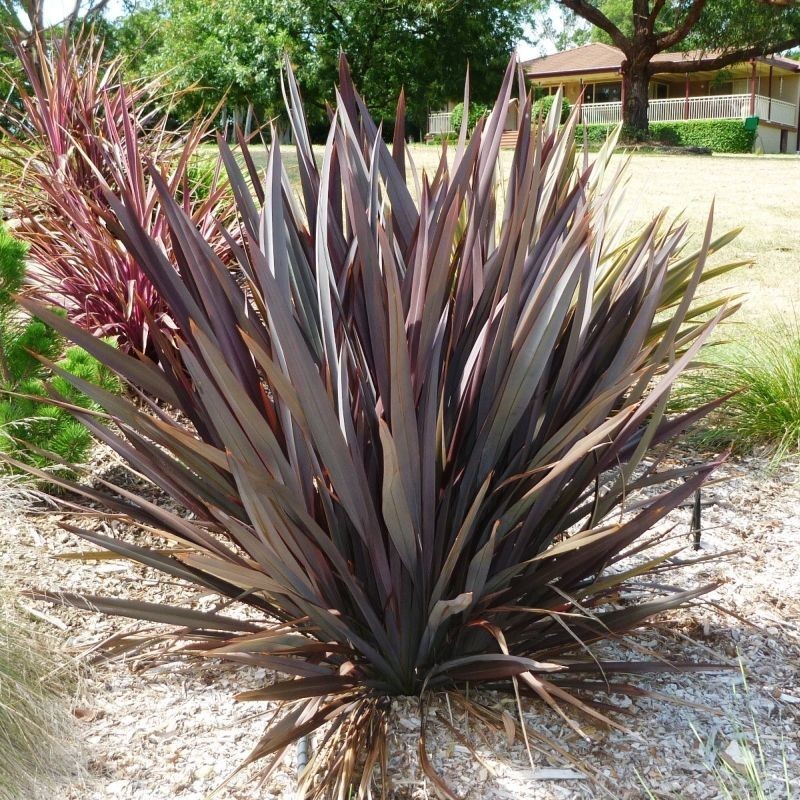 Phormium tenax Purpureum
