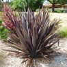 Phormium tenax Purpureum