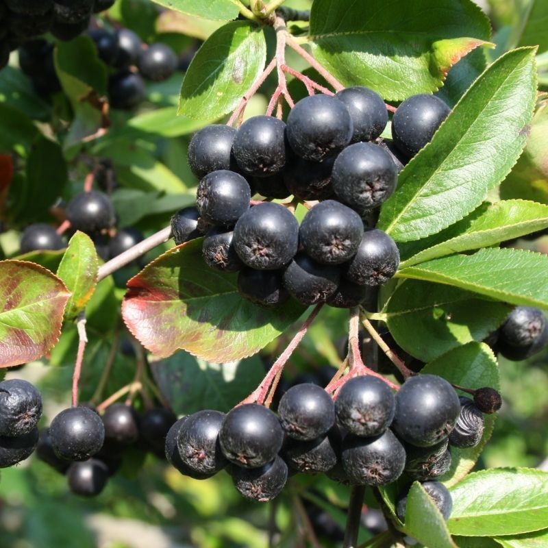 Scorus Negru