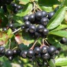 Scorus Negru