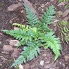 Feriga coreeana Polystichum tsus-sinense