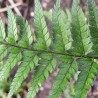 Feriga coreeana Polystichum tsus-sinense