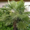 Palmier Morisca