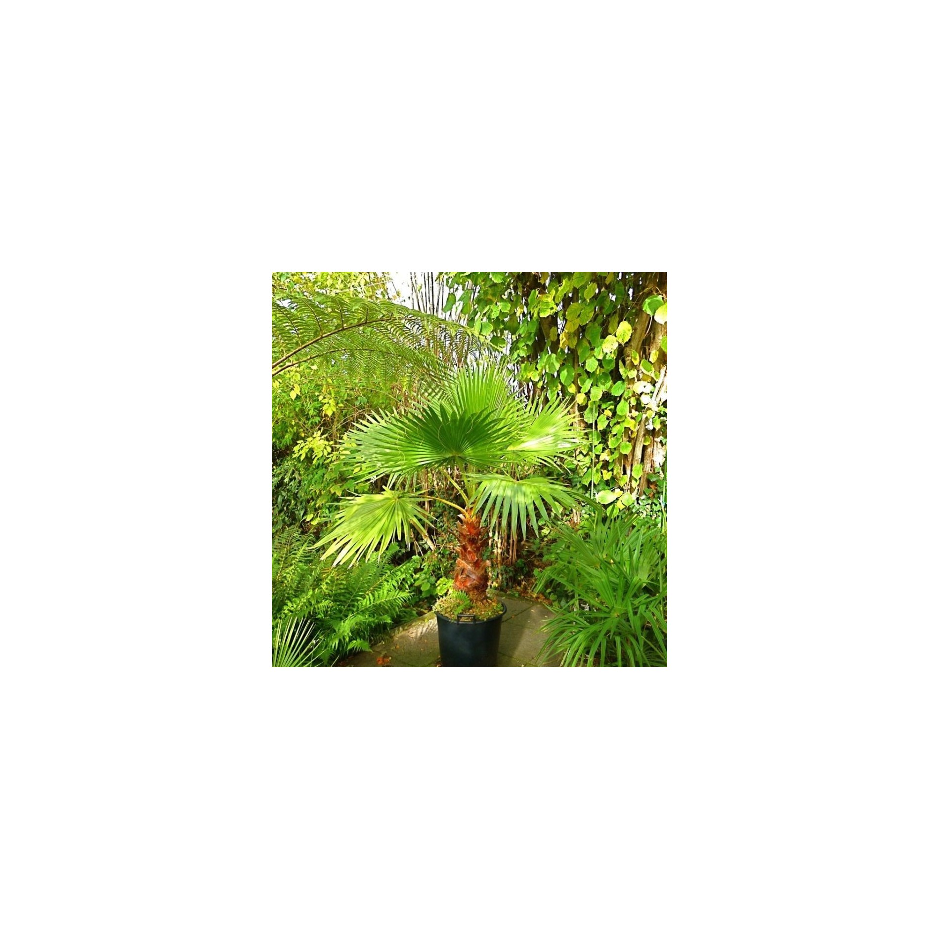 Washingtonia Robusta (Palmier éventail, Palmier du Mexique) Taille:Pot de 3 litres ? 60/80 cm - Couleur floraison:rose Washingtonia Robusta (Palmier éventail, Palmier du Mexique) Taille:Pot de 3 litres ? 60/80 cm - Couleur floraison:rose