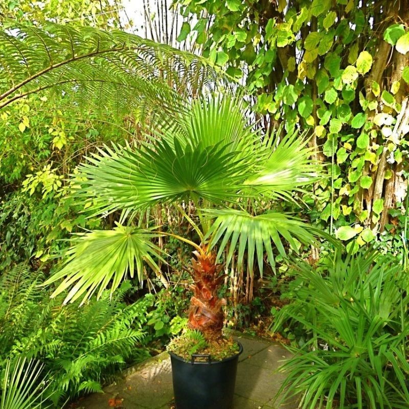 Palmier Washingtonia robusta