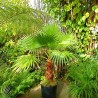 Palmier Washingtonia robusta