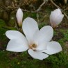 Magnolia loebneri Merrill