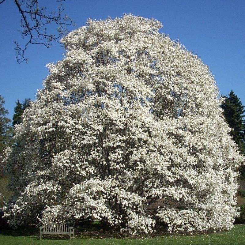 Magnolia loebneri Merrill