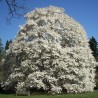 Magnolia loebneri Merrill