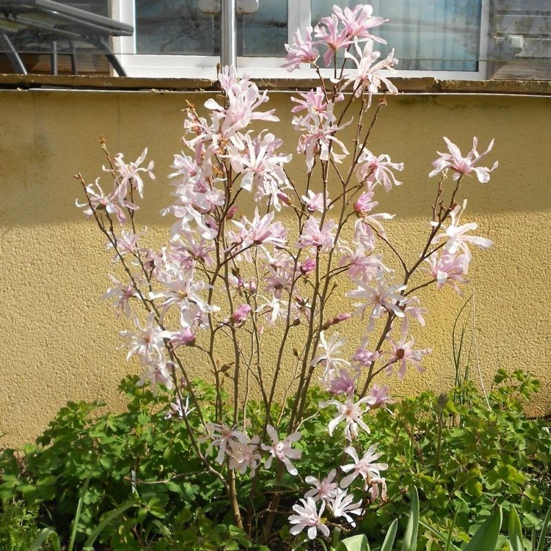 Magnolia stellata Rosea