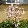 Magnolia stellata Rosea