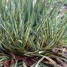 Yucca de gradina Bright Edge