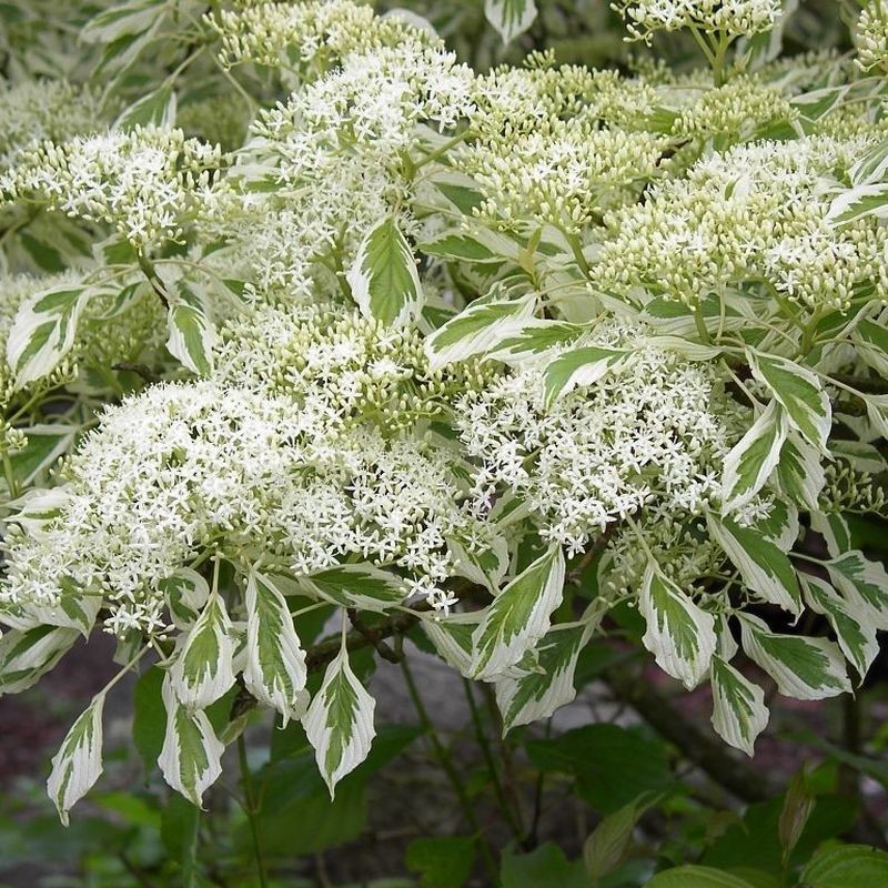 Cornus contoversa Variegata