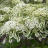 Cornus contoversa Variegata
