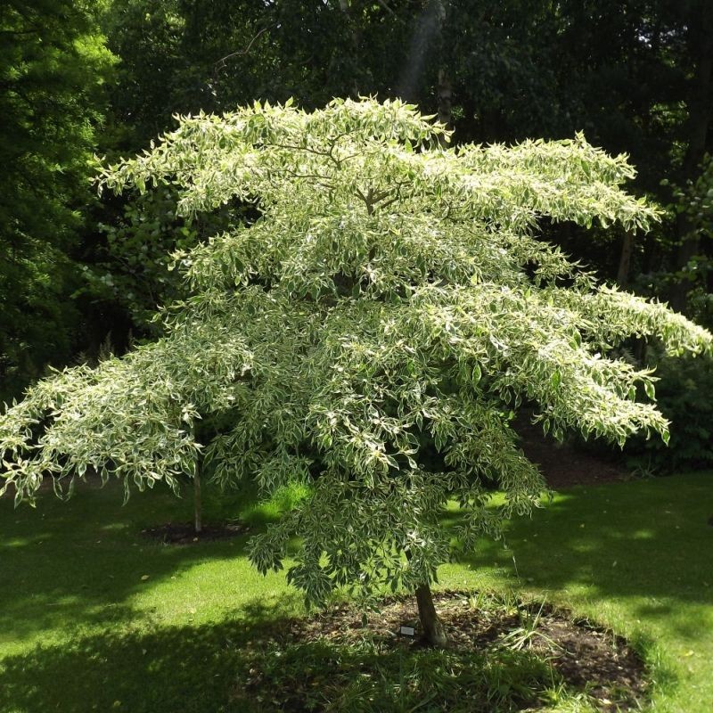 Cornus contoversa Variegata