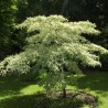Cornus contoversa Variegata