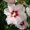 Hibiscus Hamabo