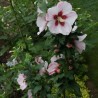 Hibiscus Hamabo