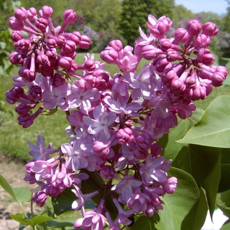 Liliac Belle de Nancy