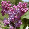 Liliac Belle de Nancy