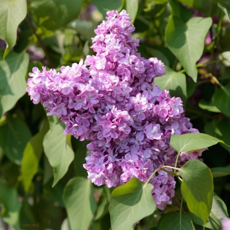 Liliac Belle de Nancy