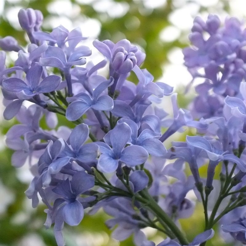 Liliac President Grevy