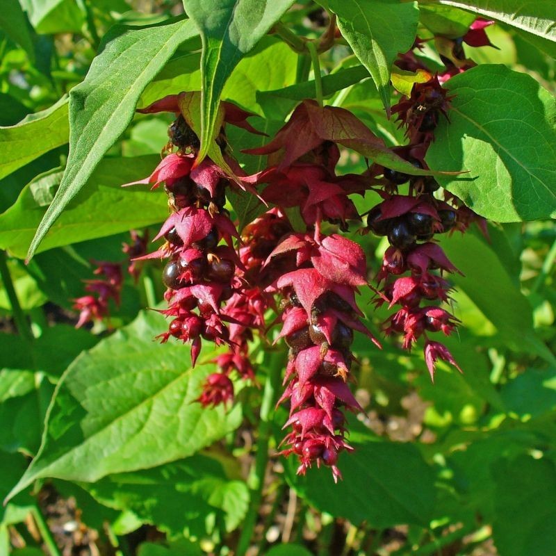 Leycesteria formosa