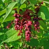Leycesteria formosa