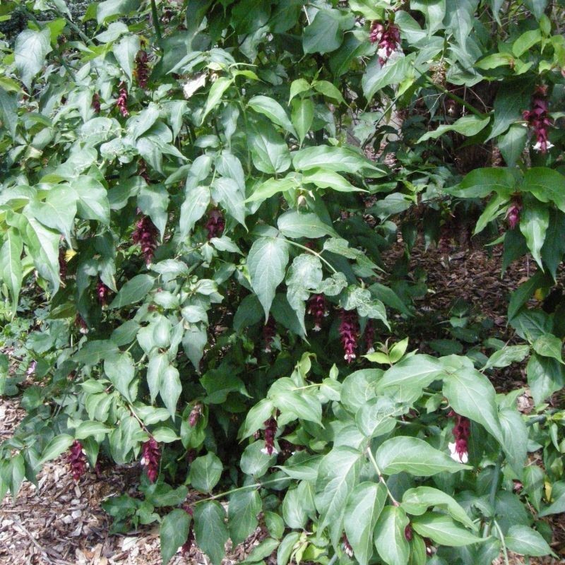 Leycesteria formosa