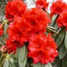 Rhododendron Lord Roberts