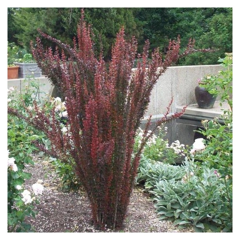 Dracila Red Pillar