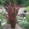 Dracila Red Pillar