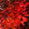 Dracila Red Pillar