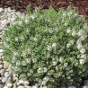 Arbust Hebe pinguifolia Sutherlandii