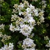 Arbust Hebe vernicosa